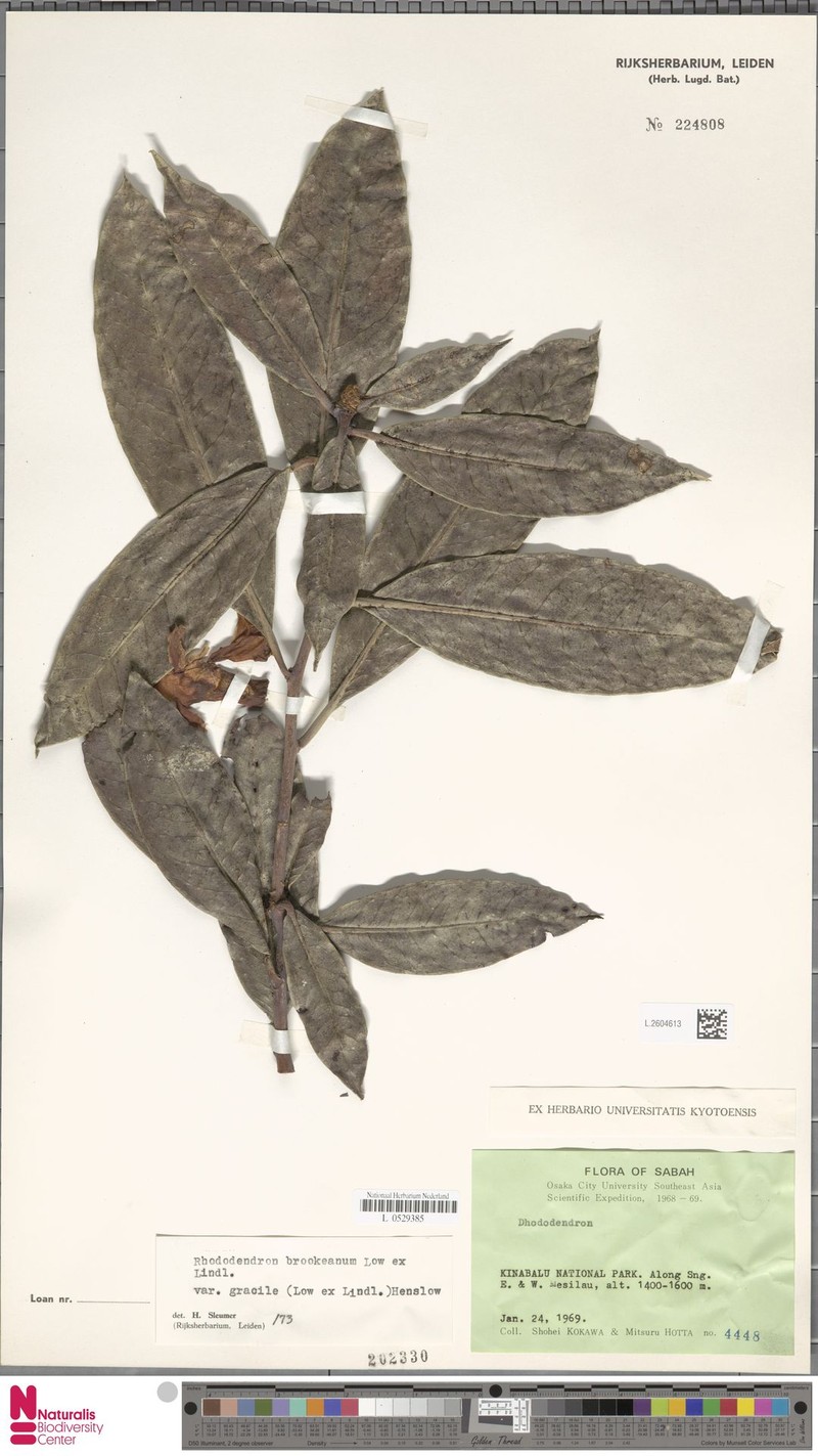 Rhododendron javanicum subsp. gracile photo 4