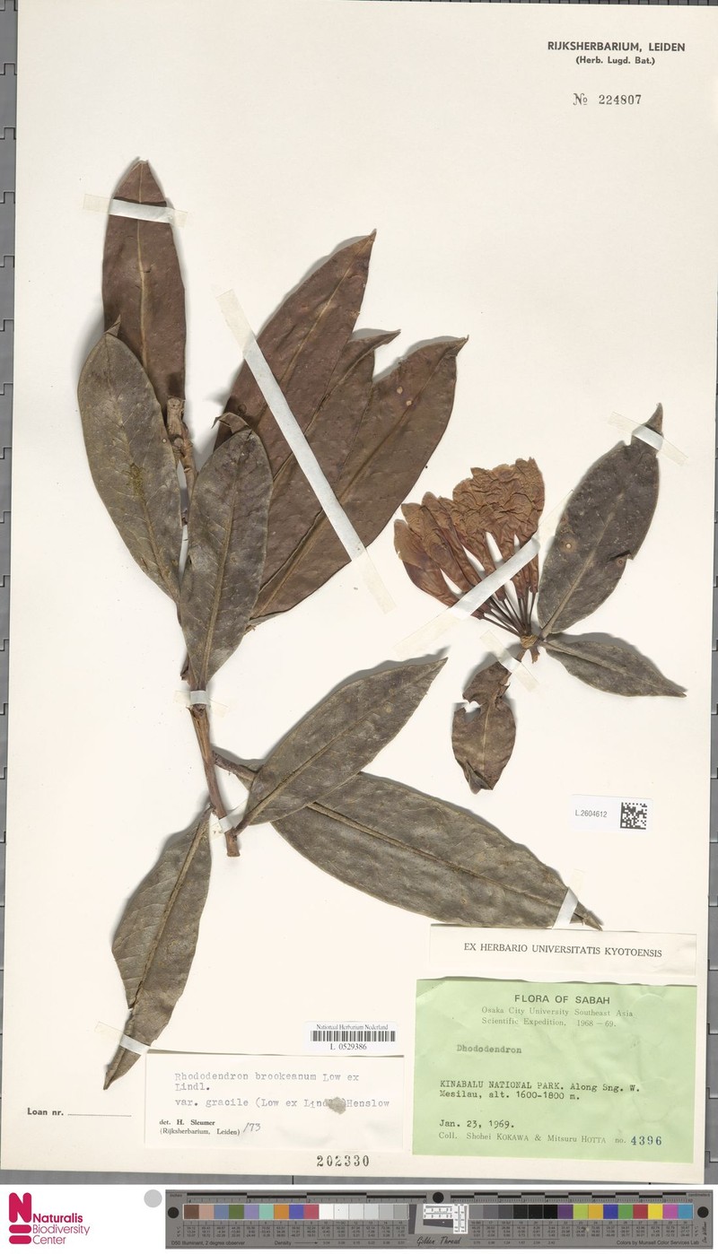 Rhododendron javanicum subsp. gracile photo 5