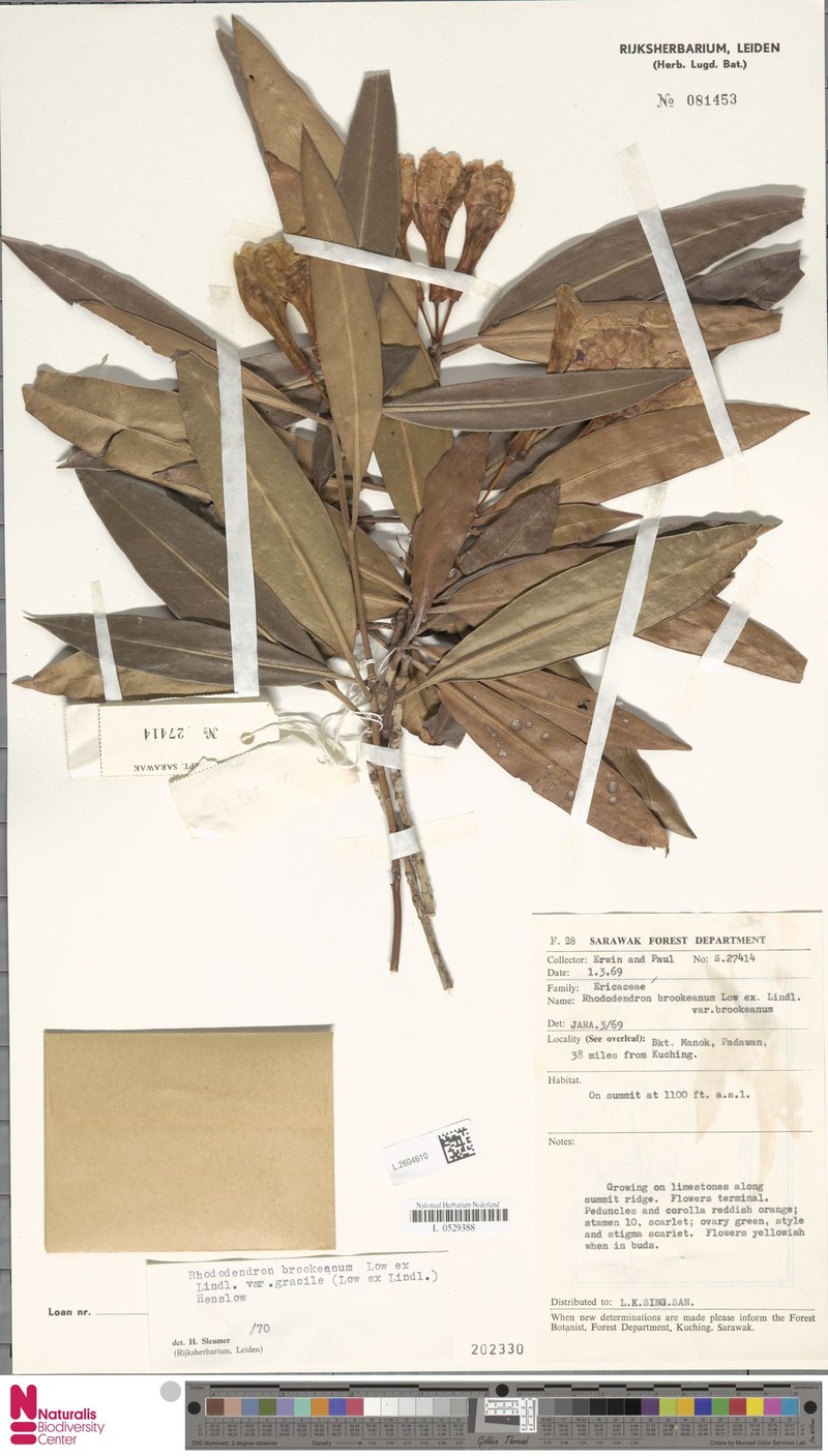 Rhododendron javanicum subsp. gracile photo 6