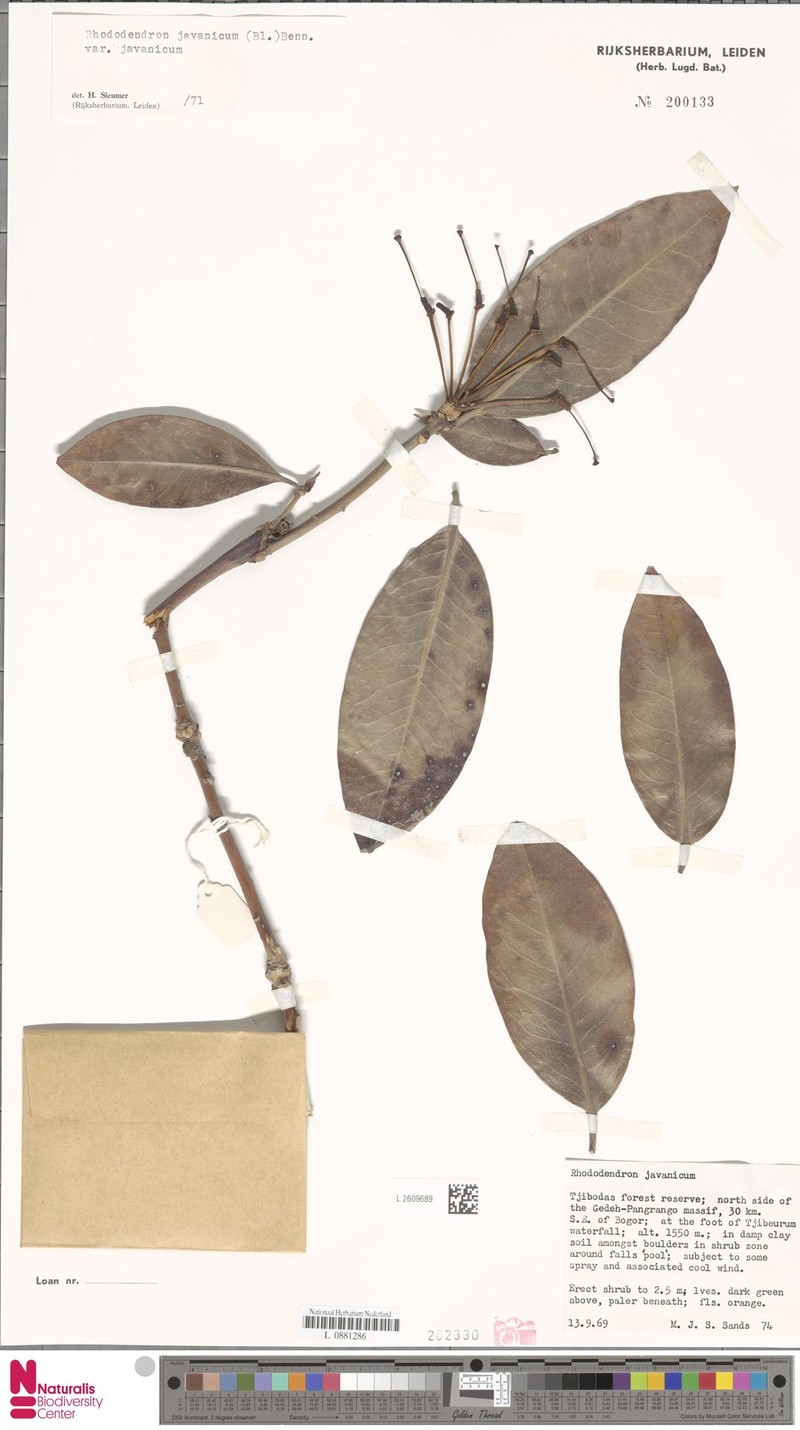 Rhododendron javanicum subsp. javanicum
