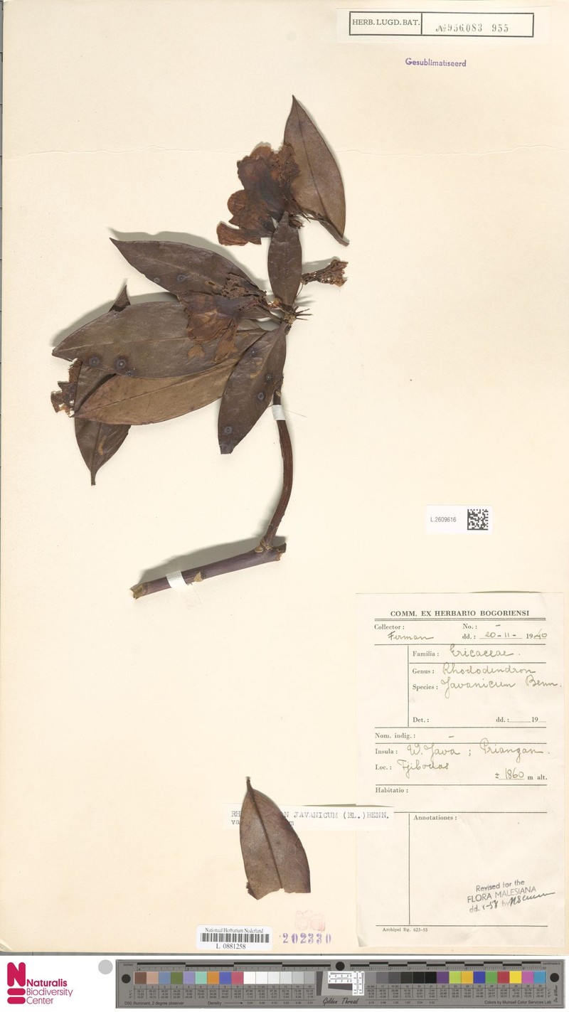 Rhododendron javanicum subsp. javanicum photo 2