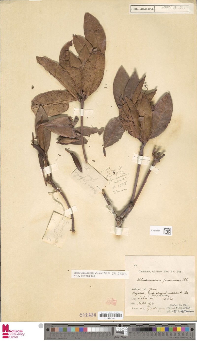 Rhododendron javanicum subsp. javanicum photo 3
