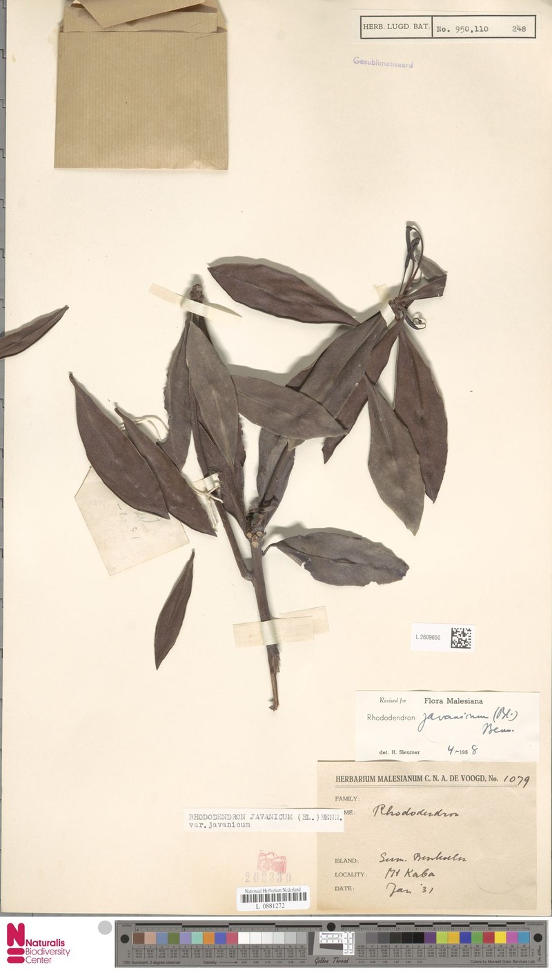 Rhododendron javanicum subsp. javanicum photo 4