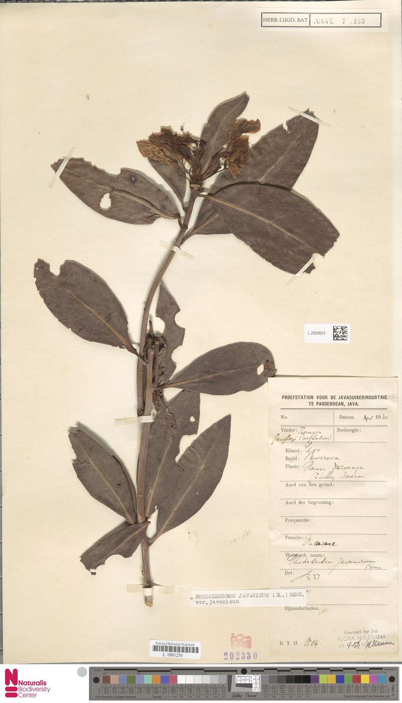 Rhododendron javanicum subsp. javanicum photo 5