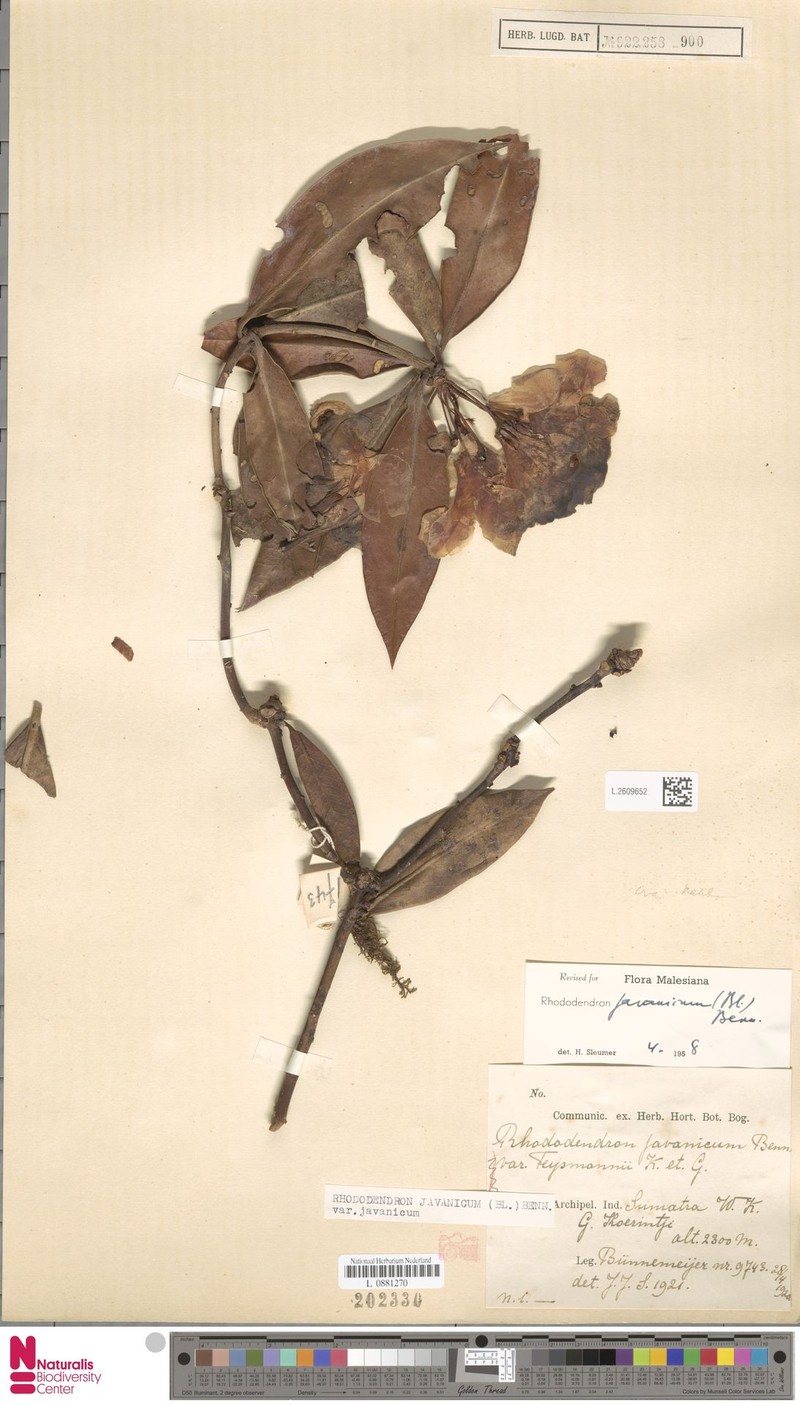 Rhododendron javanicum subsp. javanicum photo 8