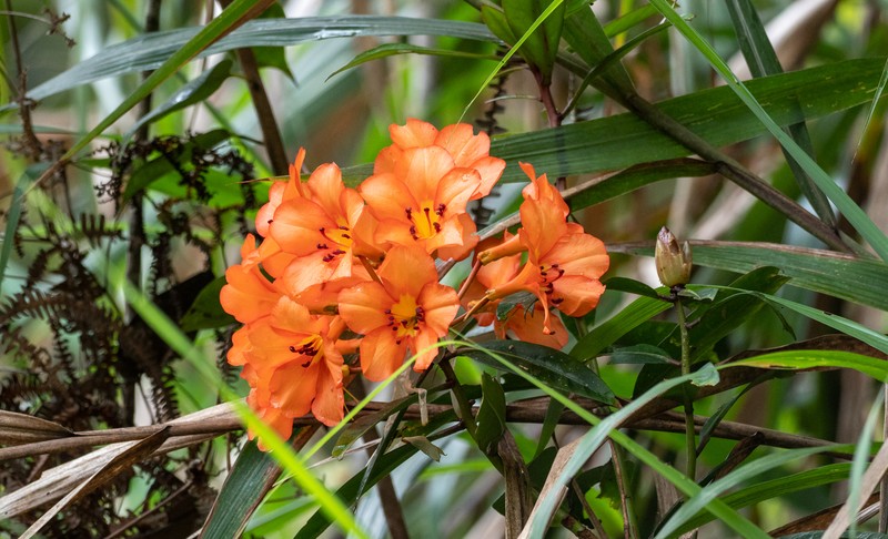 Rhododendron javanicum subsp. kinabaluense photo 2