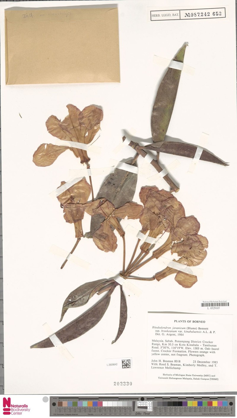 Rhododendron javanicum subsp. kinabaluense photo 3