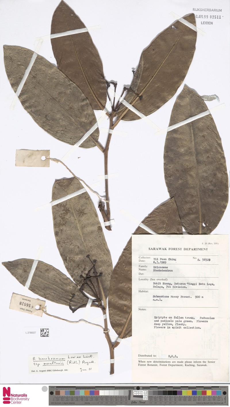Rhododendron javanicum subsp. moultonii