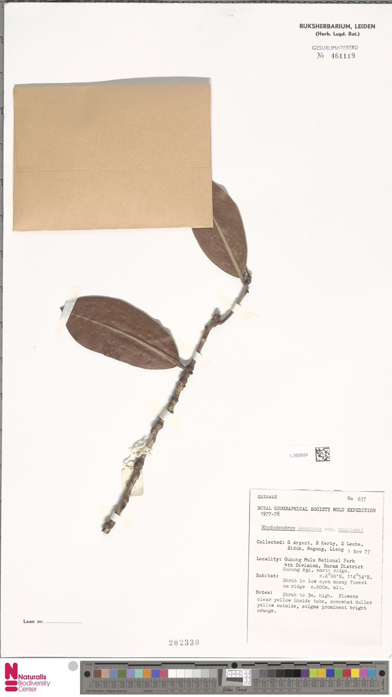 Rhododendron javanicum subsp. moultonii photo 2