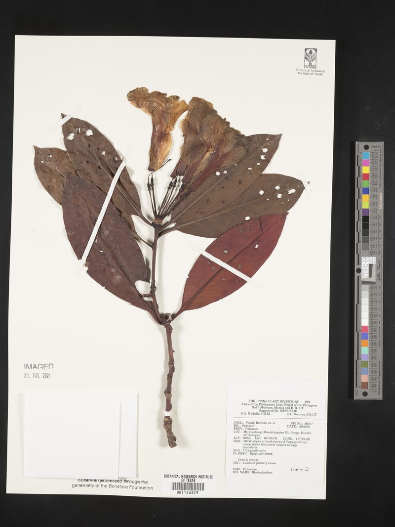 Rhododendron javanicum subsp. palawanense