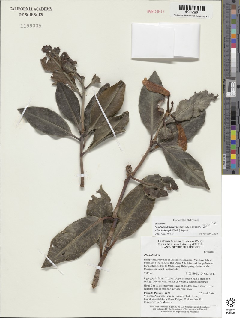 Rhododendron javanicum subsp. schadenbergii