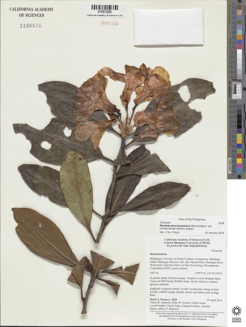 Rhododendron javanicum subsp. schadenbergii photo 2