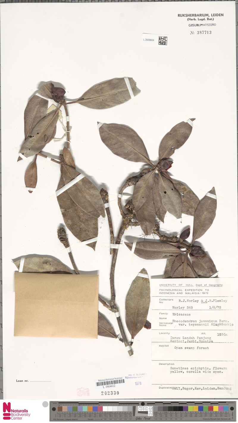 Rhododendron javanicum subsp. teysmannii