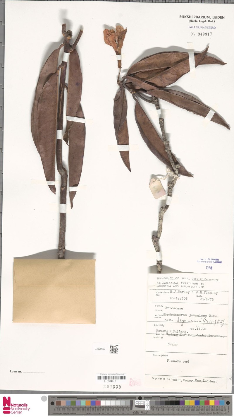 Rhododendron javanicum subsp. teysmannii photo 2