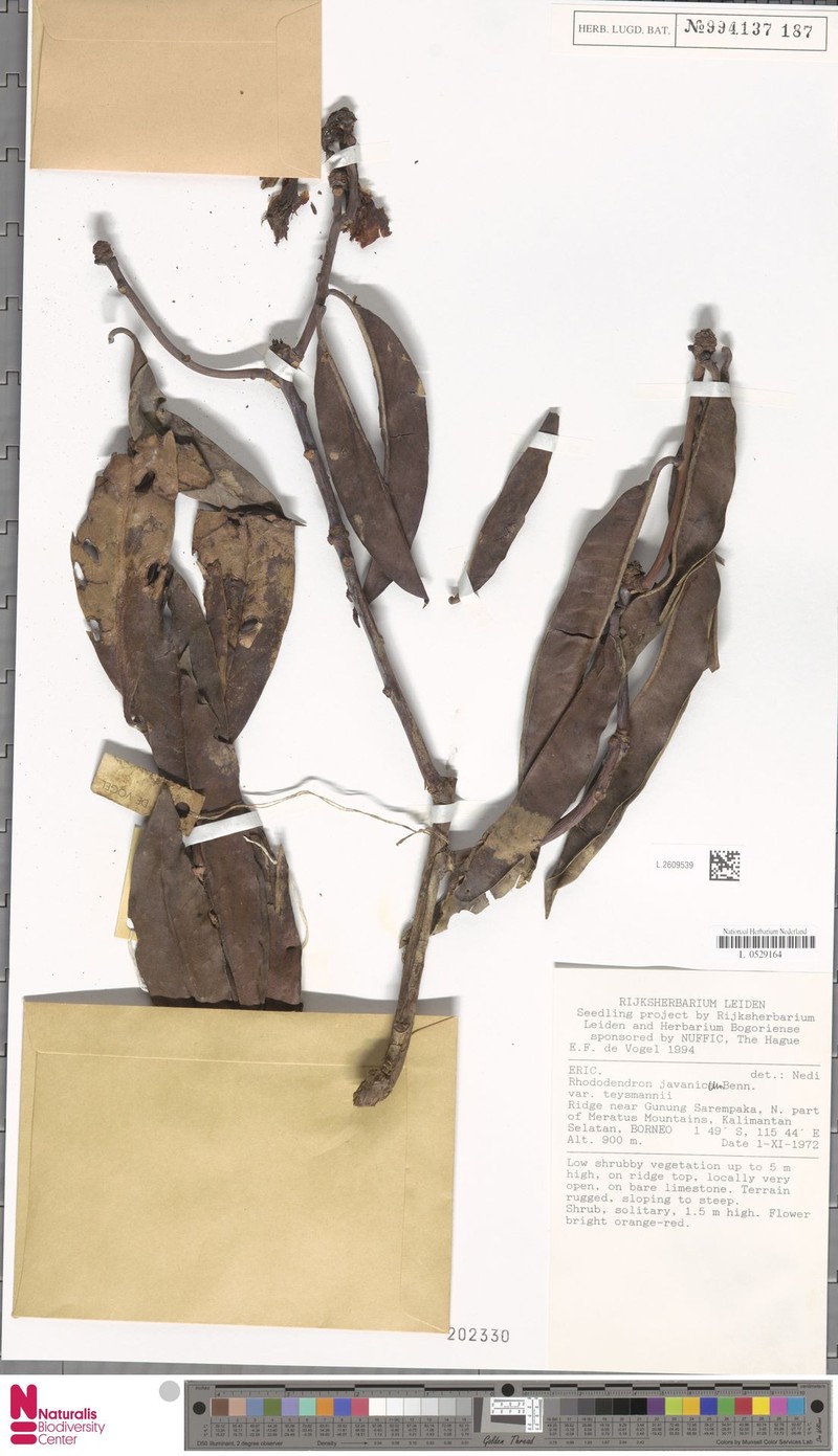 Rhododendron javanicum subsp. teysmannii photo 3