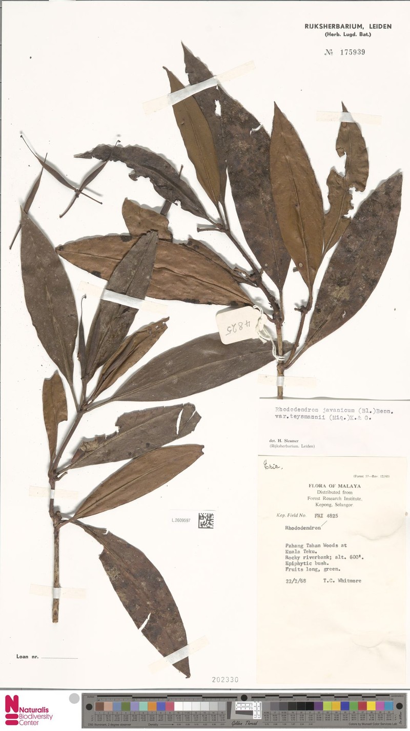 Rhododendron javanicum subsp. teysmannii photo 4