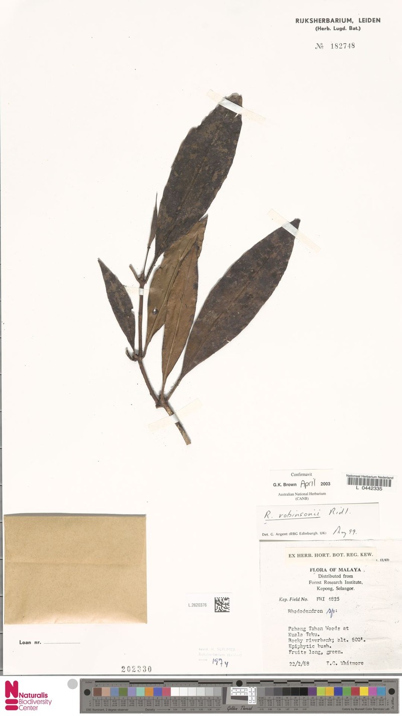 Rhododendron javanicum subsp. teysmannii photo 5