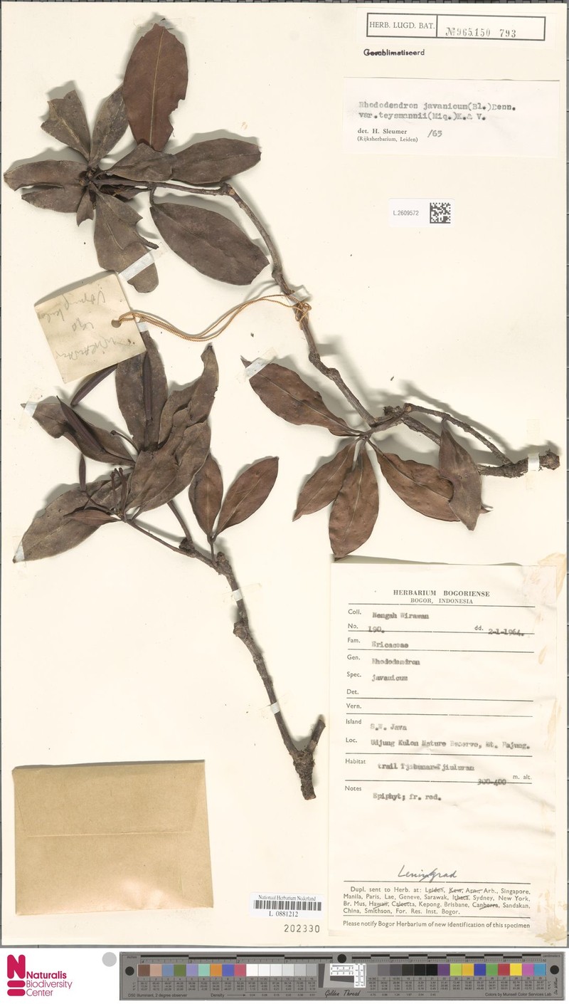 Rhododendron javanicum subsp. teysmannii photo 6