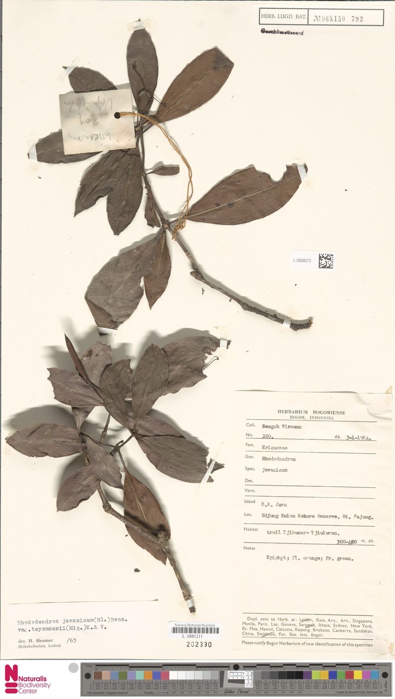 Rhododendron javanicum subsp. teysmannii photo 7