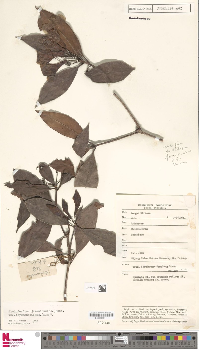 Rhododendron javanicum subsp. teysmannii photo 8