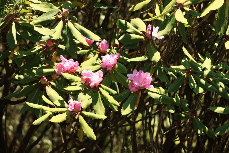 Rhododendron jingangshanicum