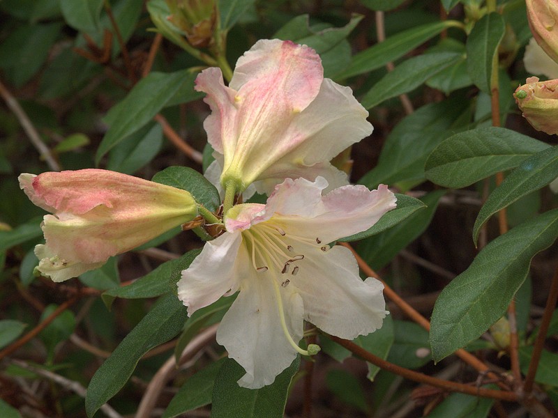 Rhododendron johnstoneanum