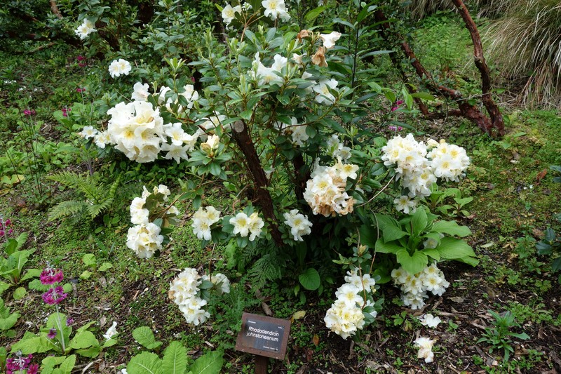 Rhododendron johnstoneanum photo 2