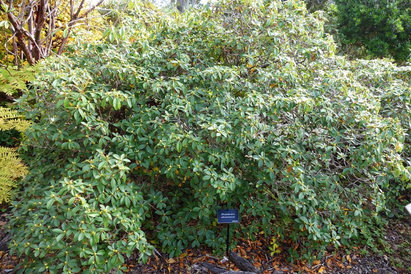 Rhododendron johnstoneanum photo 3