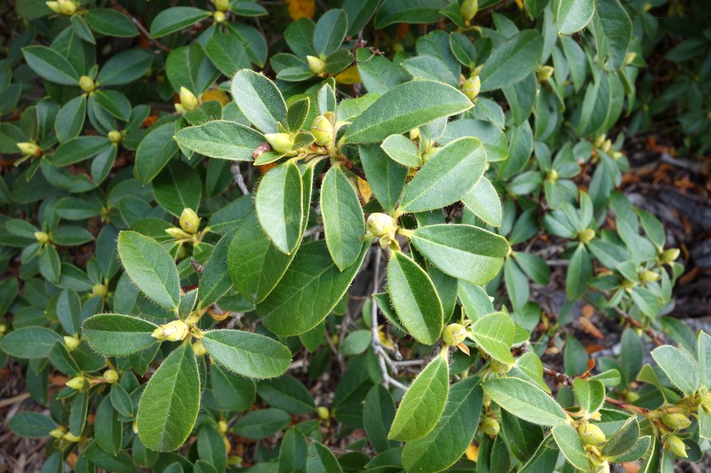 Rhododendron johnstoneanum photo 4