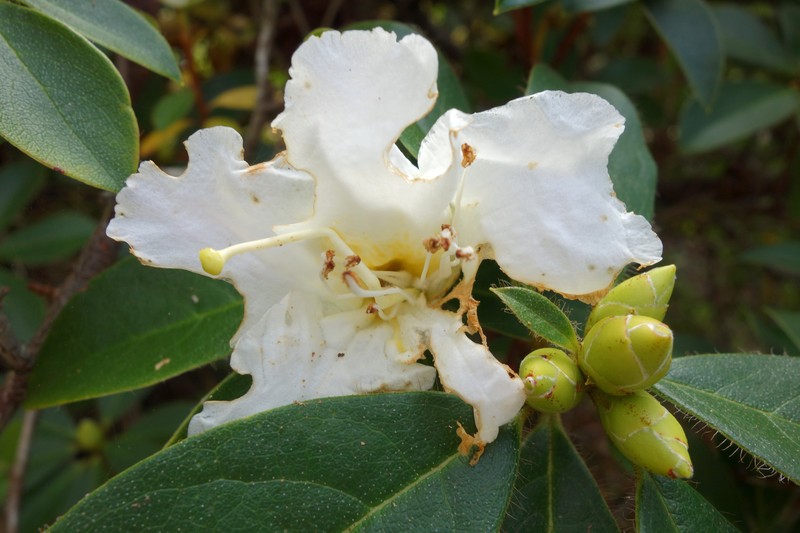 Rhododendron johnstoneanum photo 5