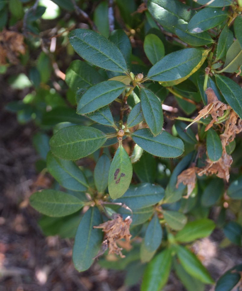 Rhododendron johnstoneanum photo 6