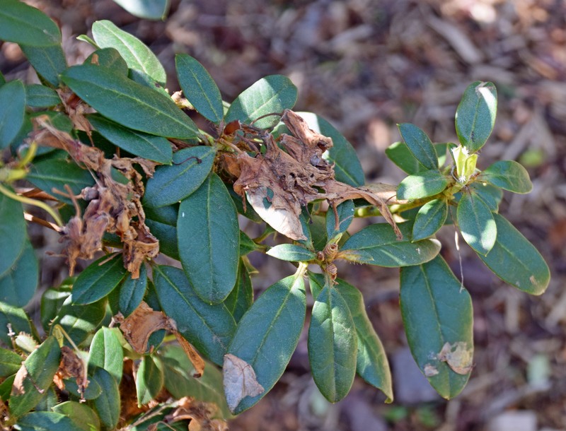 Rhododendron johnstoneanum photo 7