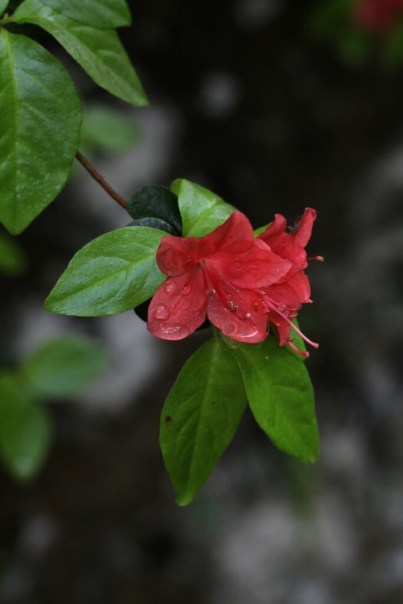 Rhododendron kaempferi photo 3