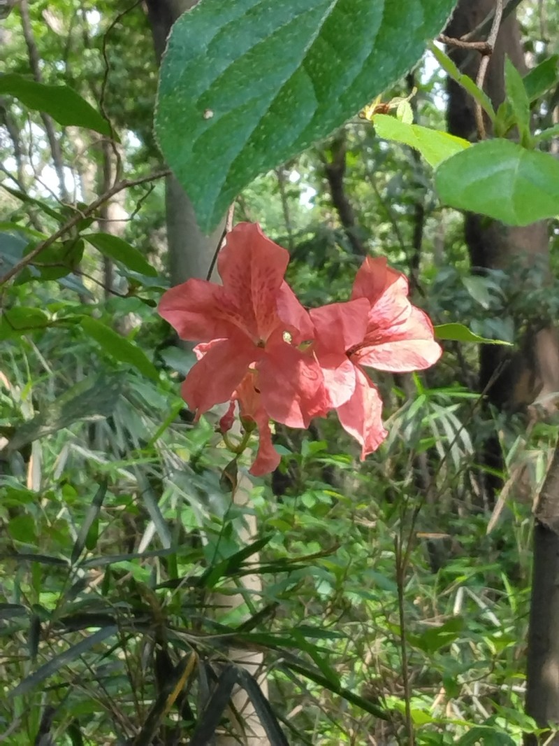 Rhododendron kaempferi photo 4