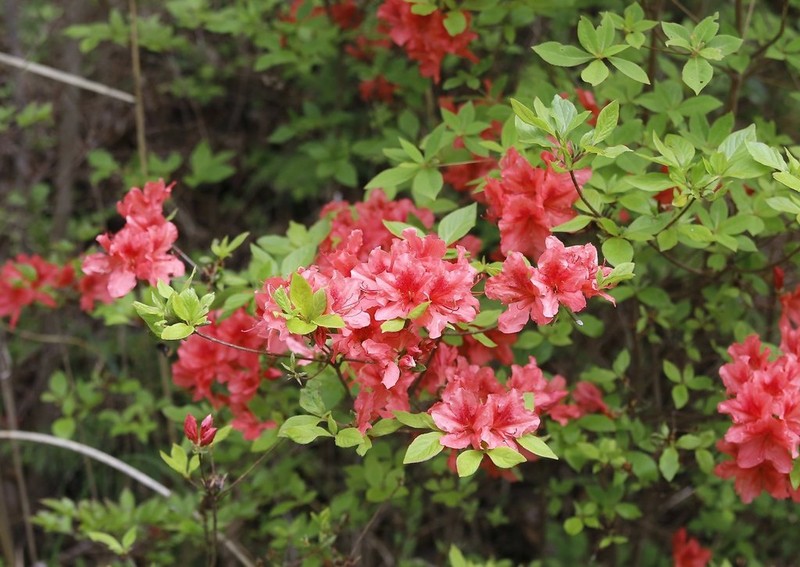 Rhododendron kaempferi photo 5