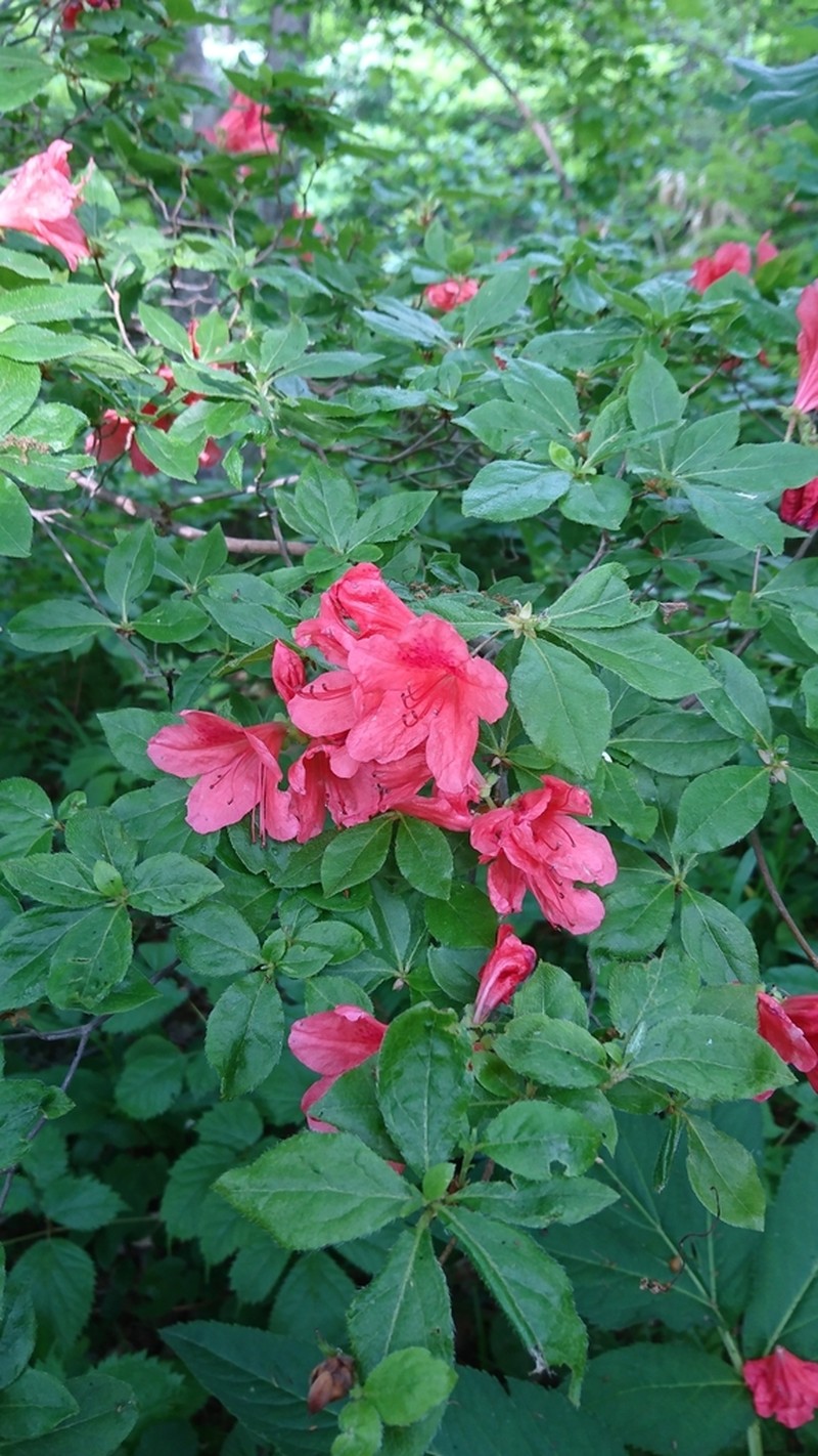 Rhododendron kaempferi photo 6