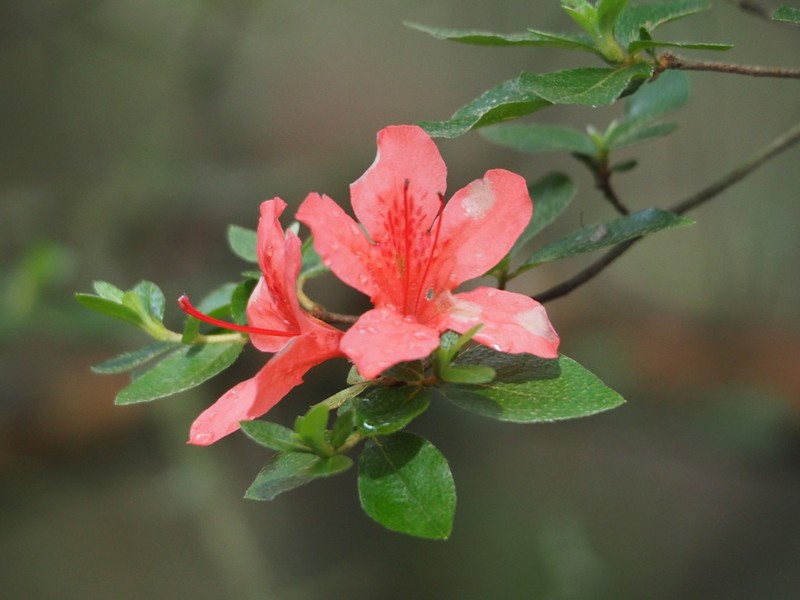Rhododendron kaempferi photo 7