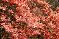 Rhododendron kaempferi