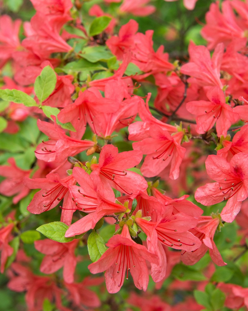 Rhododendron kaempferi photo 2