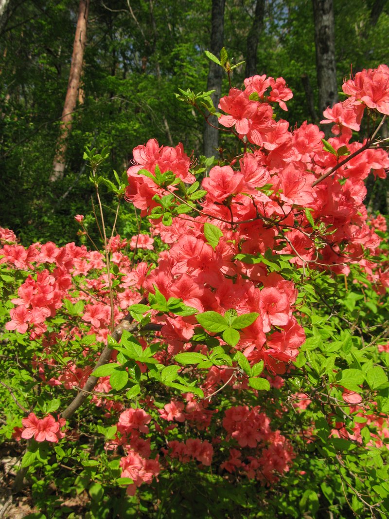 Rhododendron kaempferi