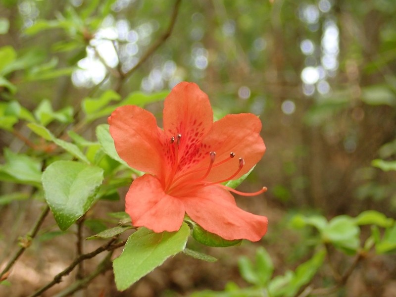 Rhododendron kaempferi var. kaempferi