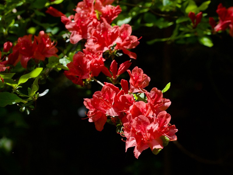 Rhododendron kaempferi var. kaempferi photo 2