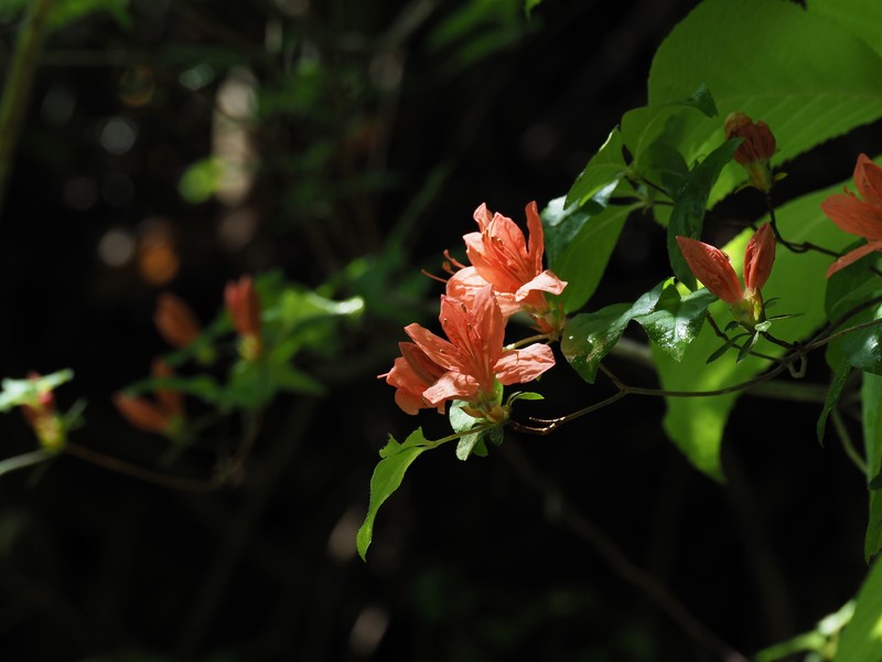 Rhododendron kaempferi var. kaempferi photo 4