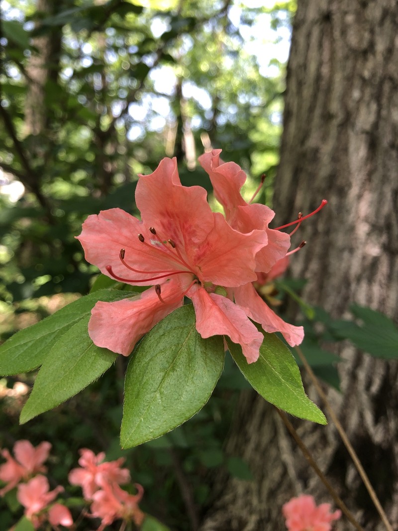 Rhododendron kaempferi var. kaempferi photo 5