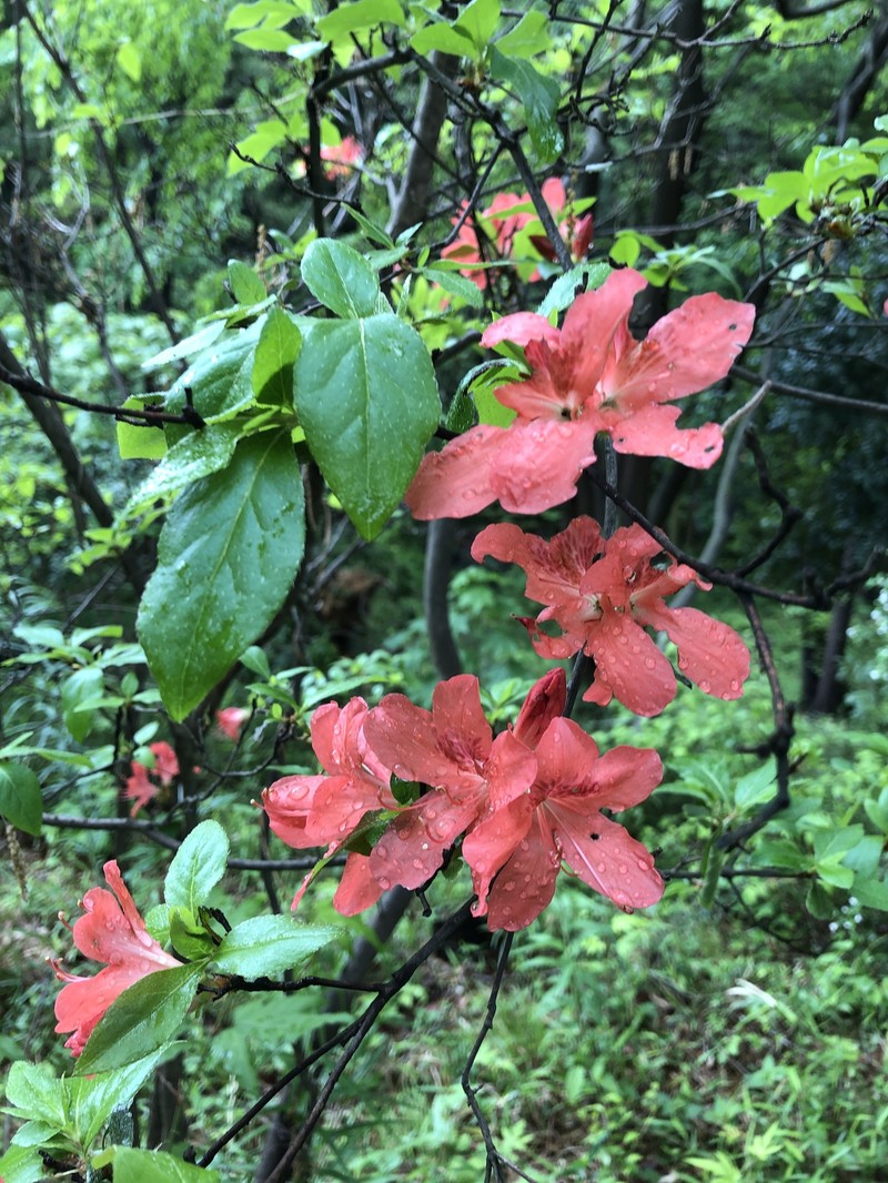 Rhododendron kaempferi var. kaempferi photo 6