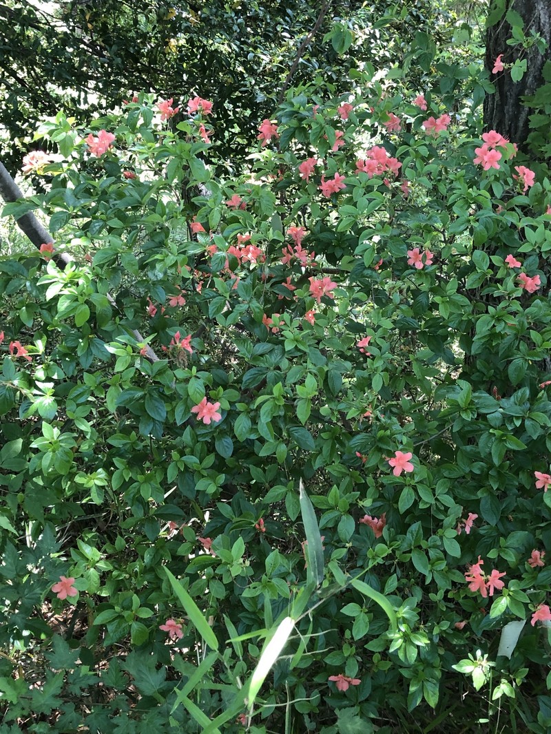 Rhododendron kaempferi var. kaempferi photo 7