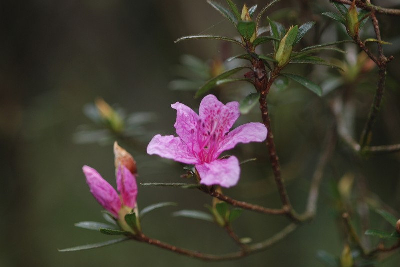 Rhododendron kanehirae photo 2