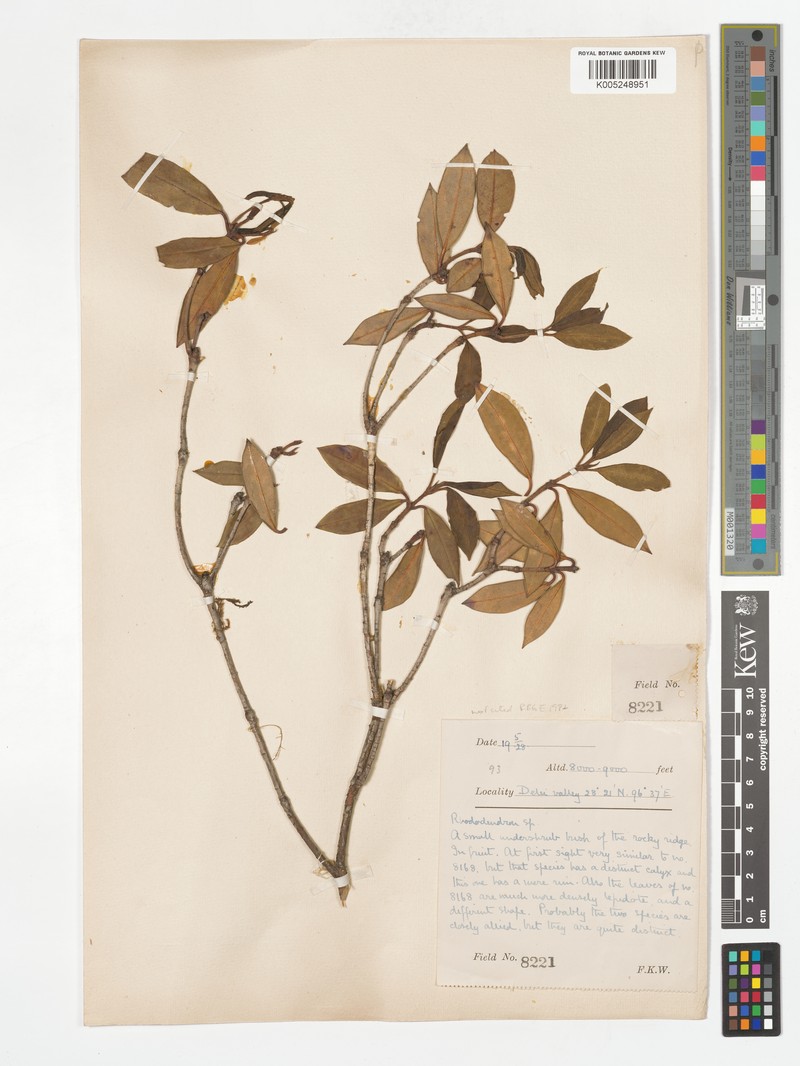 Rhododendron kansuense