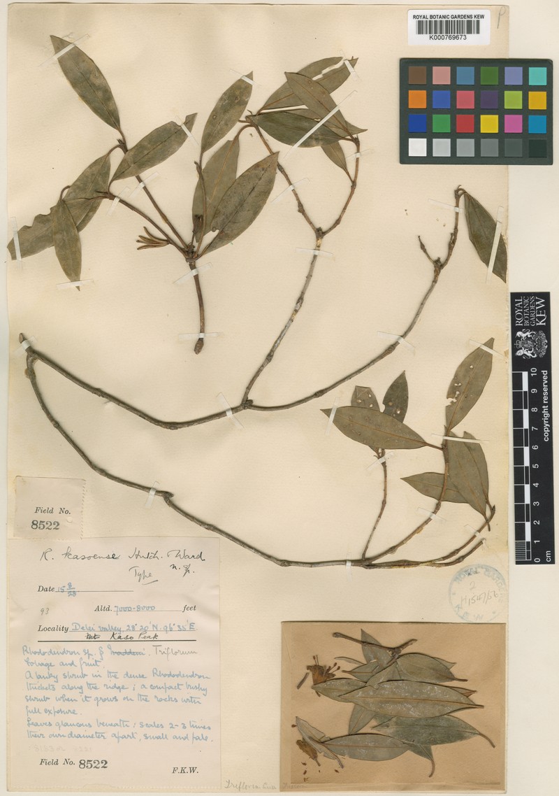 Rhododendron kasoense