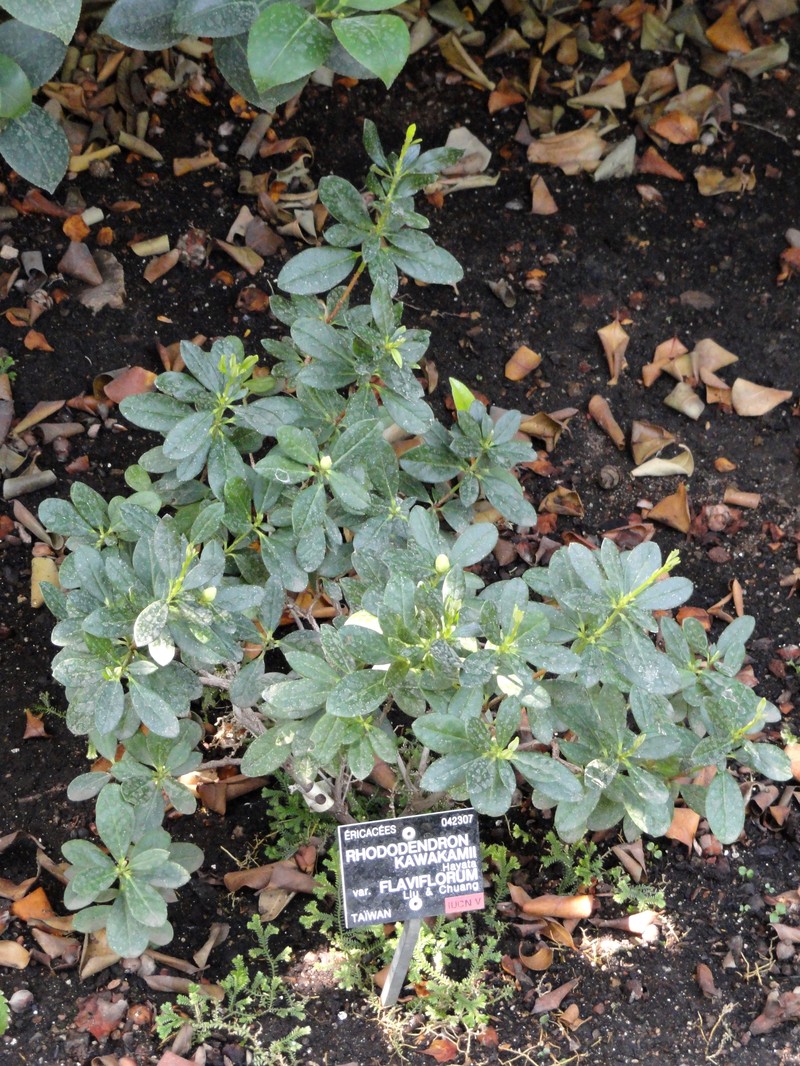 Rhododendron kawakamii